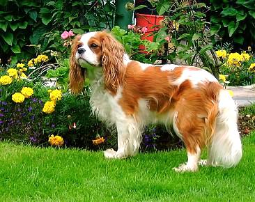 SPANIEL KING CHARLES